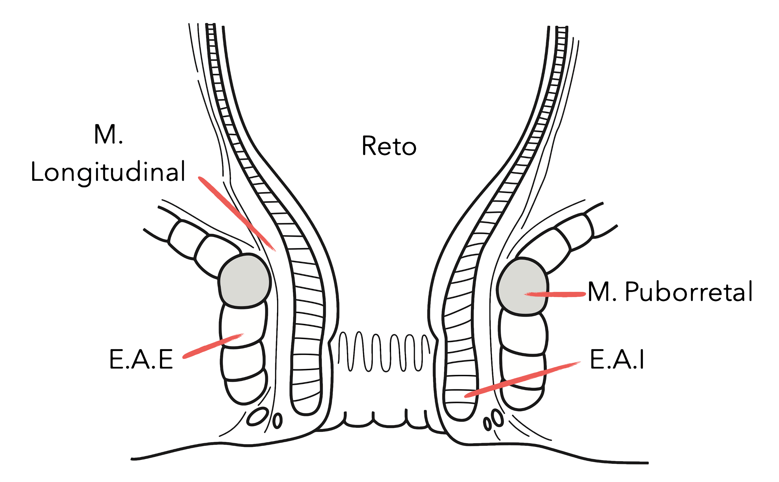 Anatomia do canal anal